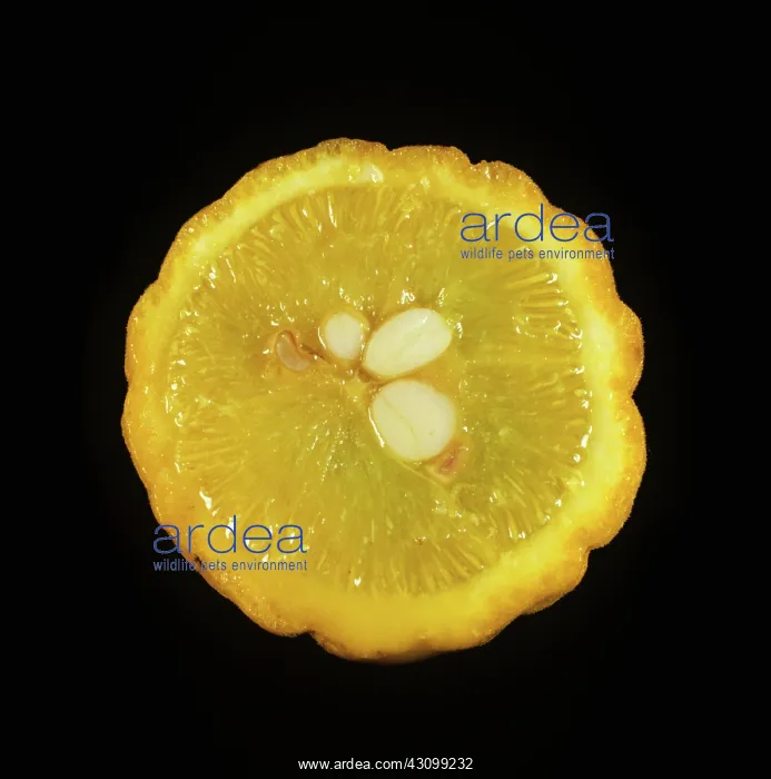 : Fruit of Trifoliate Orange : Fruit of Trifoliate Orange
