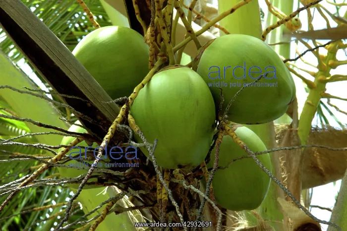  : Fruits of Calabash Tree - National Tree of St. Lucia