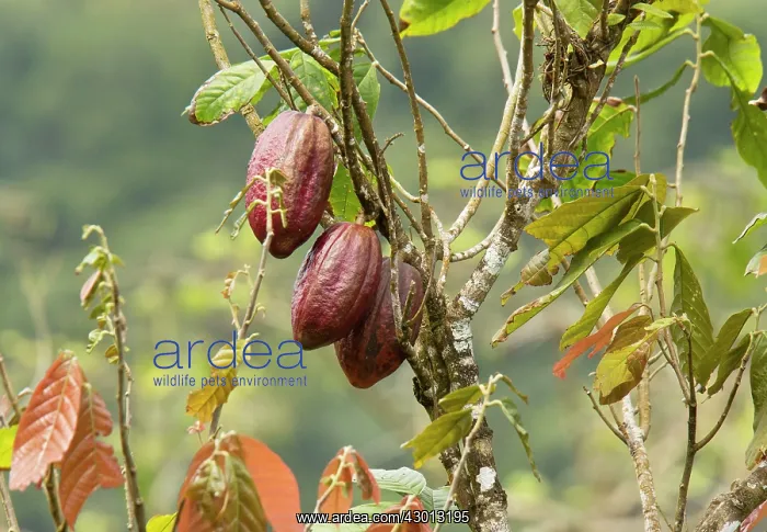 : Fruits of Cocoa / Cacao Tree in plantation, Trinidad : Fruits of Cocoa / Cacao Tree in plantation, Trinidad