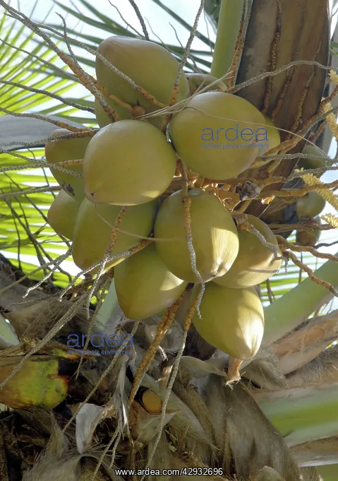 : Fruits from the Coconut Palm. St. Lucia : Fruits from the Coconut Palm. St. Lucia