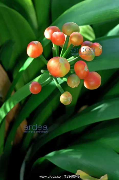 : The fruits of Cordia gerascanthus at the Botanical : The fruits of Cordia gerascanthus at the Botanical