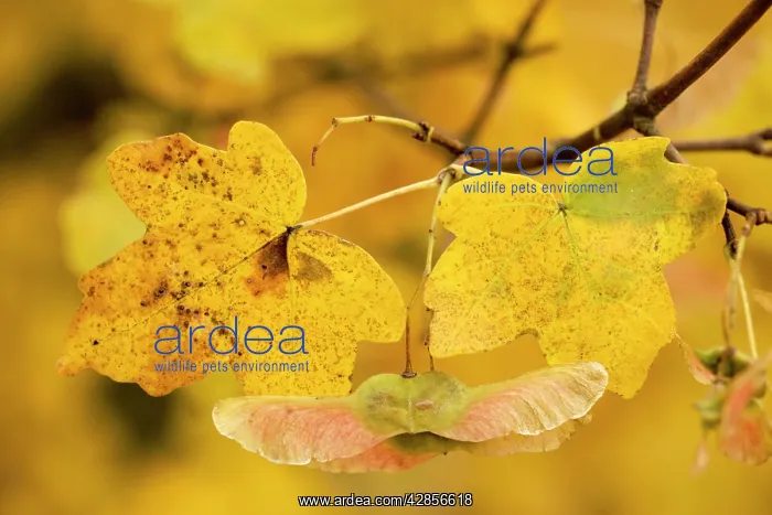 : Fruits of field maple in autumn : Fruits of field maple in autumn