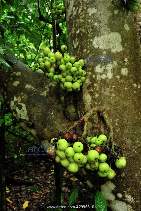 : Fruits of fig tree : Fruits of fig tree