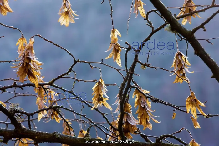 : Fruits of hornbeam - in winter : Fruits of hornbeam - in winter