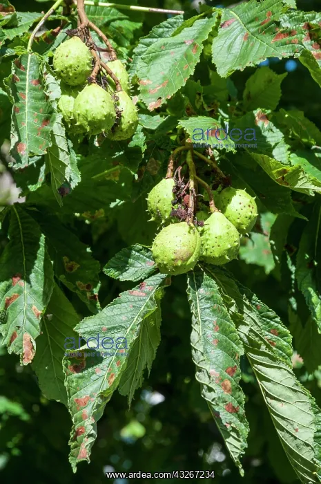 : Fruits of Horse chestnut, (Aesculus hippocastanum) : Fruits of Horse chestnut, (Aesculus hippocastanum)