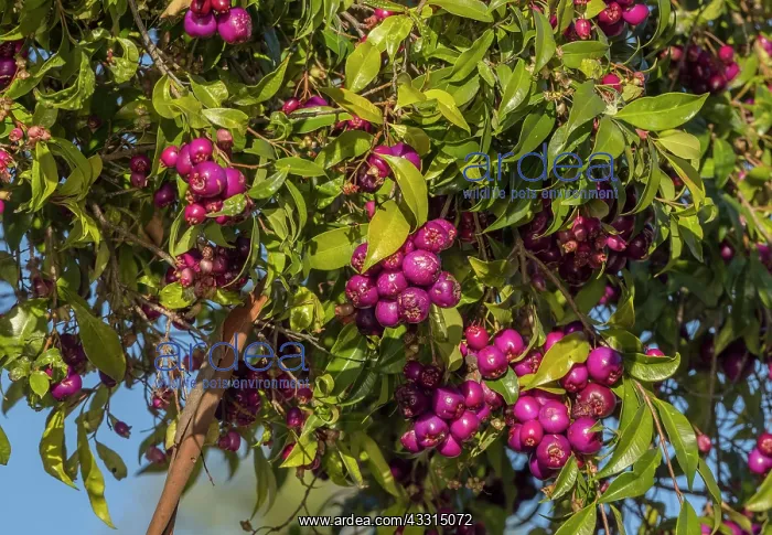 : Fruits of Lilly pilly tree, Syzygium smithii. Australia : Fruits of Lilly pilly tree, Syzygium smithii. Australia