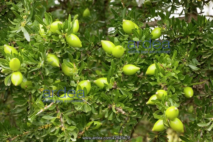 : Fruits of the rare Argan tree : Fruits of the rare Argan tree