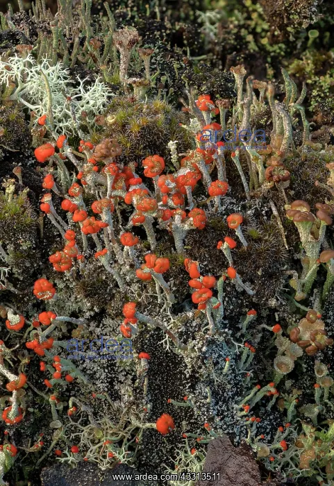: A fruticose lichen, Cladonia diversa growing on : A fruticose lichen, Cladonia diversa growing on