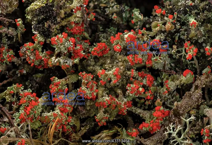 : A fruticose lichen, Cladonia floerkeana growing : A fruticose lichen, Cladonia floerkeana growing