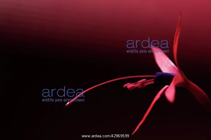  : Fuchsia, Fuchsia Riccartonii