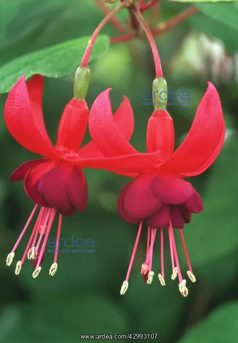 : Fuchsia, Fuchsia Santa Cruz : Fuchsia, Fuchsia Santa Cruz
