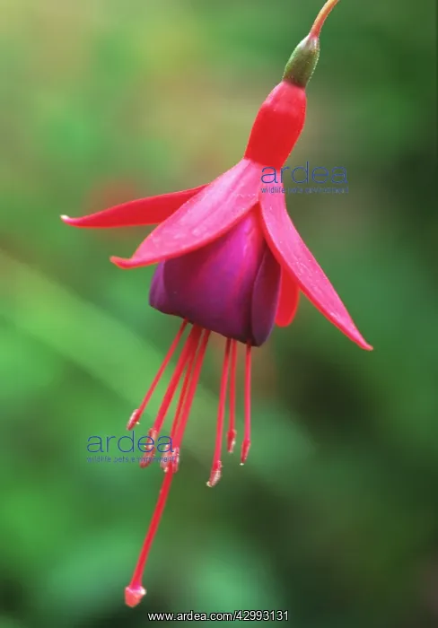 : Fuchsia, Fuchsia onagraceae Tom thumb : Fuchsia, Fuchsia onagraceae Tom thumb