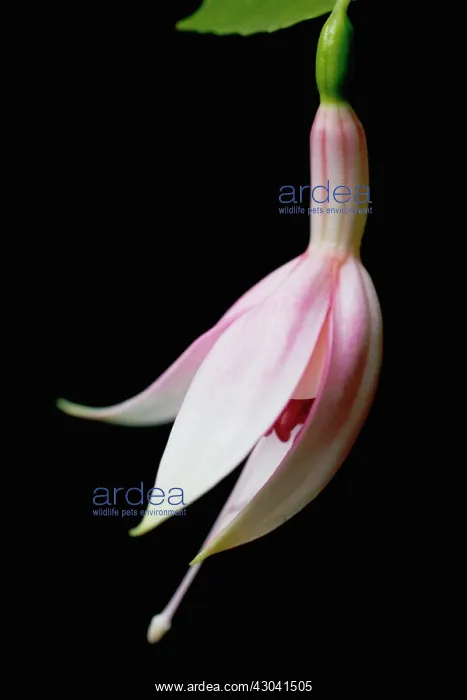 : Fuchsia, Fuchsia Frosted flame : Fuchsia, Fuchsia Frosted flame