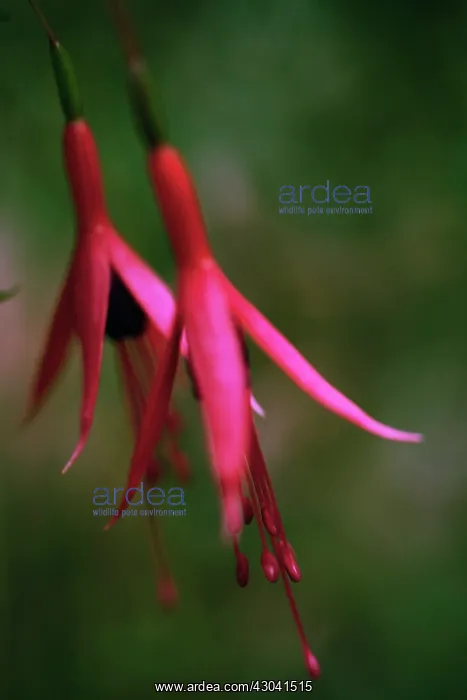: Fuchsia, Fuchsia magellanica : Fuchsia, Fuchsia magellanica