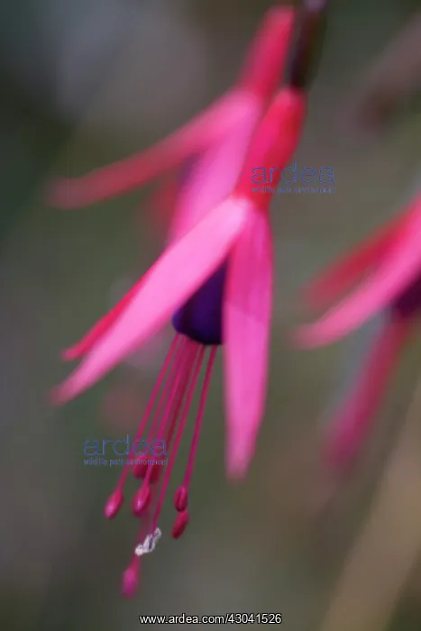 : Fuchsia, Fuchsia magellanica : Fuchsia, Fuchsia magellanica