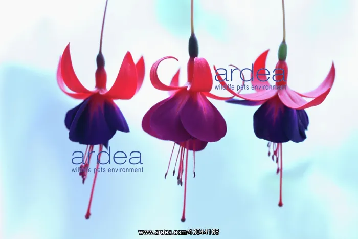 : Fuchsia, Fuchsia Gruss aus dem Bodethal : Fuchsia, Fuchsia Gruss aus dem Bodethal