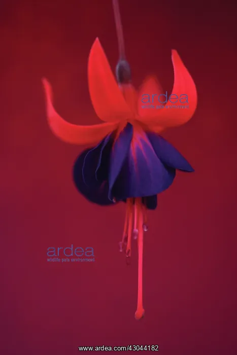 : Fuchsia, Fuchsia Gruss aus dem Bodethal : Fuchsia, Fuchsia Gruss aus dem Bodethal