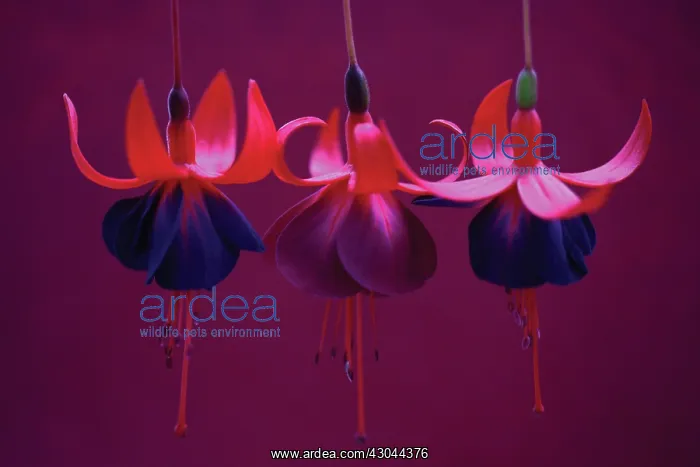 : Fuchsia, Fuchsia Gruss aus dem Bodethal : Fuchsia, Fuchsia Gruss aus dem Bodethal