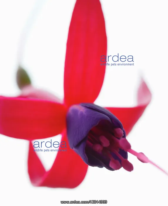 : Fuchsia, Fuchsia Baby Blue Eyes : Fuchsia, Fuchsia Baby Blue Eyes