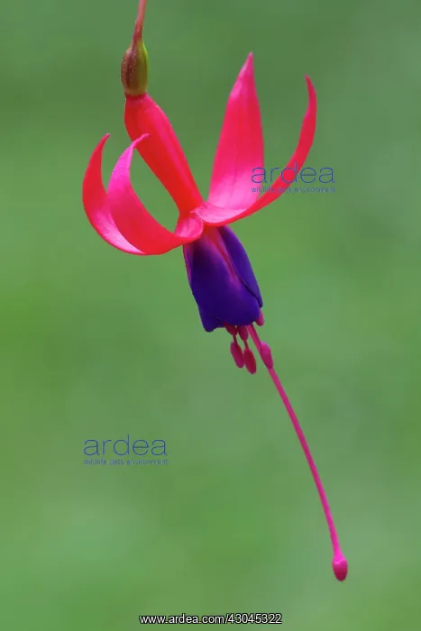 : Fuchsia, Fuchsia Baby Blue Eyes : Fuchsia, Fuchsia Baby Blue Eyes