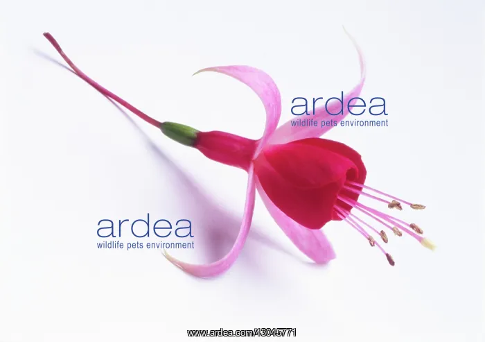 : Fuchsia : Fuchsia