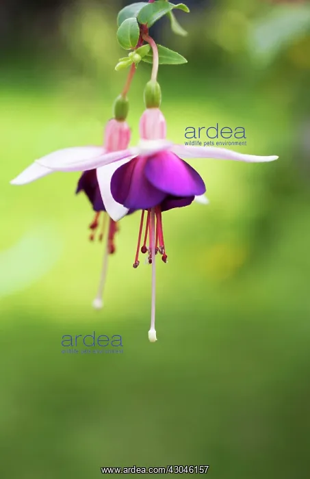 : Fuchsia, Fuchsia La Campanella : Fuchsia, Fuchsia La Campanella