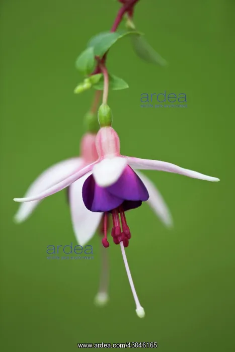 : Fuchsia, Fuchsia La Campanella : Fuchsia, Fuchsia La Campanella