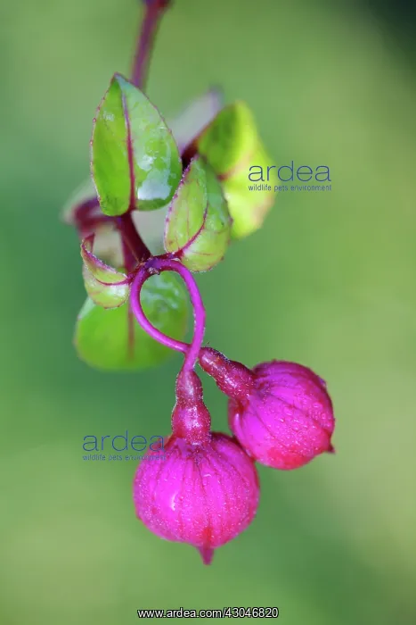 : Fuchsia, Fuchsia Dark eyes : Fuchsia, Fuchsia Dark eyes