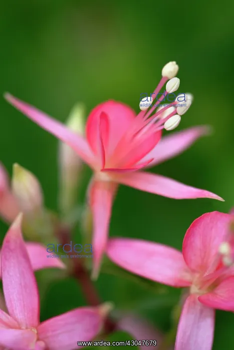: Fuchsia Walz Jubelteen flowers with pale pink sepals and darker pink petals : Fuchsia Walz Jubelteen flowers with pale pink sepals and darker pink petals