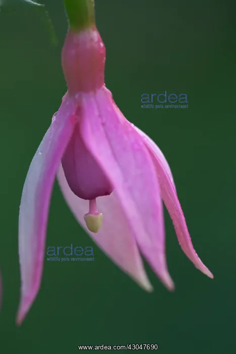 : Fuchsia Garden news. Single pendent flower with pink sepals : Fuchsia Garden news. Single pendent flower with pink sepals