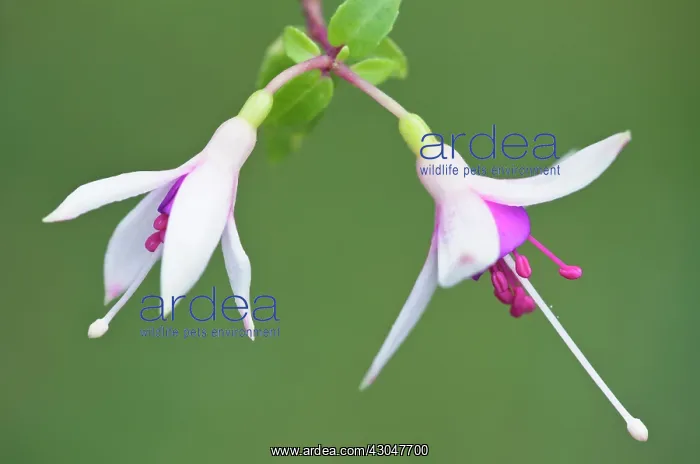 : Fuchsia. Two flowers of Fuchsia La Campanella with white sepals and dark purple corolla : Fuchsia. Two flowers of Fuchsia La Campanella with white sepals and dark purple corolla