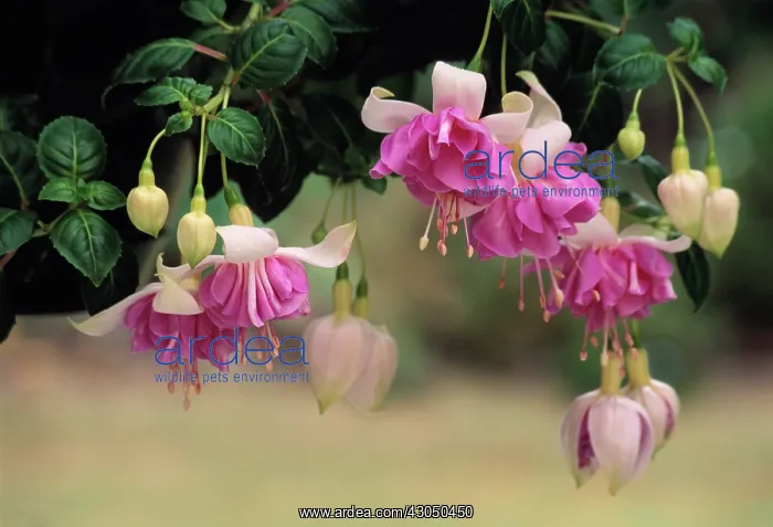 : Fuchsia. Fuchsia : Fuchsia. Fuchsia