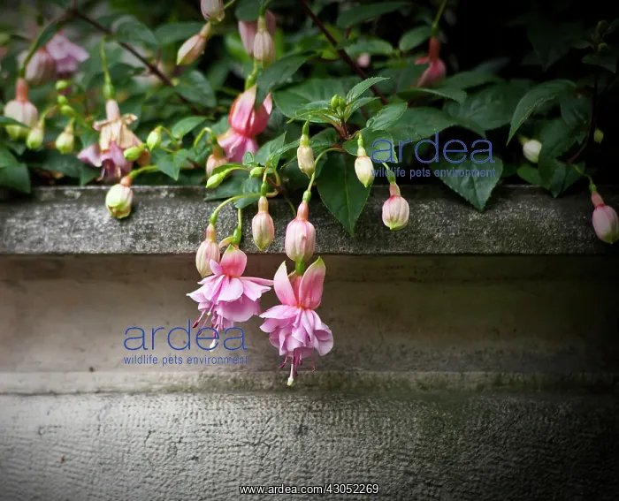 : Fuchsia : Fuchsia