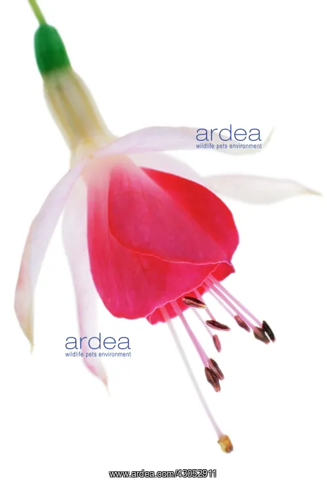 : Fuchsia. Fuchsia : Fuchsia. Fuchsia