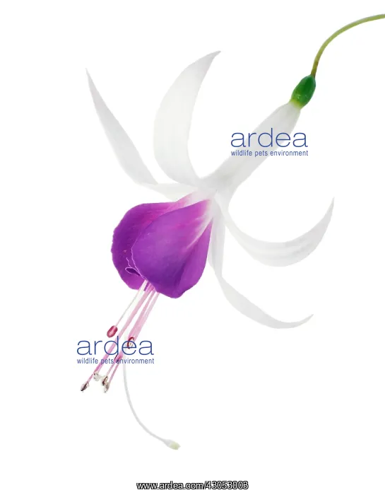 : Fuchsia : Fuchsia