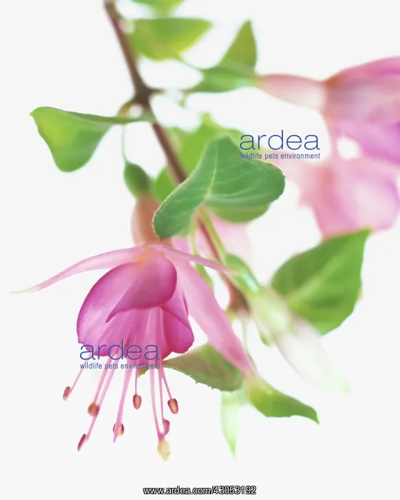 : Fuchsia : Fuchsia