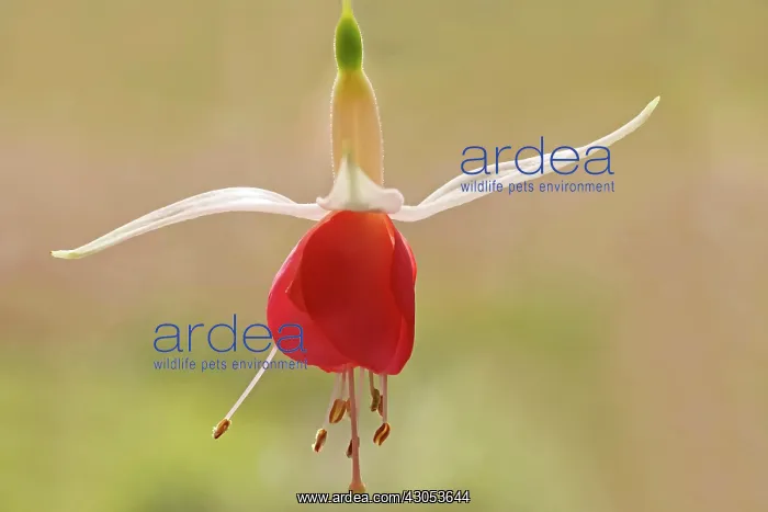 : Fuchsia. Single pendent blossom of Fuchsia cultivar with red petals and white sepals : Fuchsia. Single pendent blossom of Fuchsia cultivar with red petals and white sepals