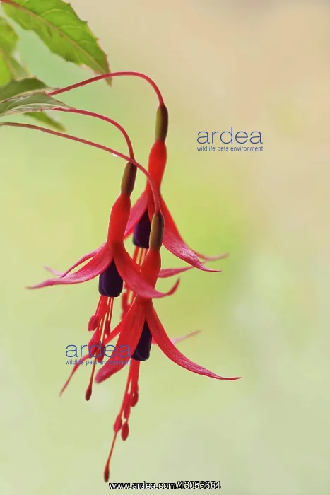 : Fuchsia. Pendent blossoms of Fuchsia magellanica with purple petals and red sepals : Fuchsia. Pendent blossoms of Fuchsia magellanica with purple petals and red sepals