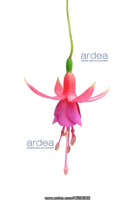 : Fuchsia : Fuchsia