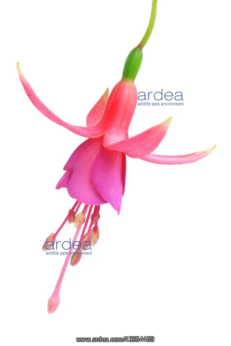 : Fuchsia : Fuchsia