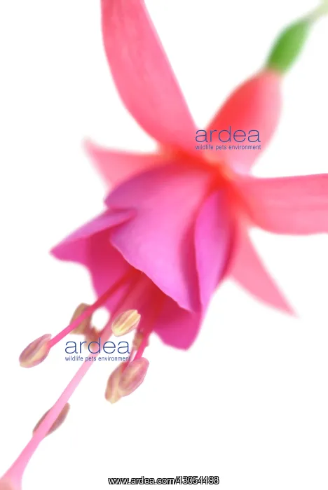 : Fuchsia : Fuchsia