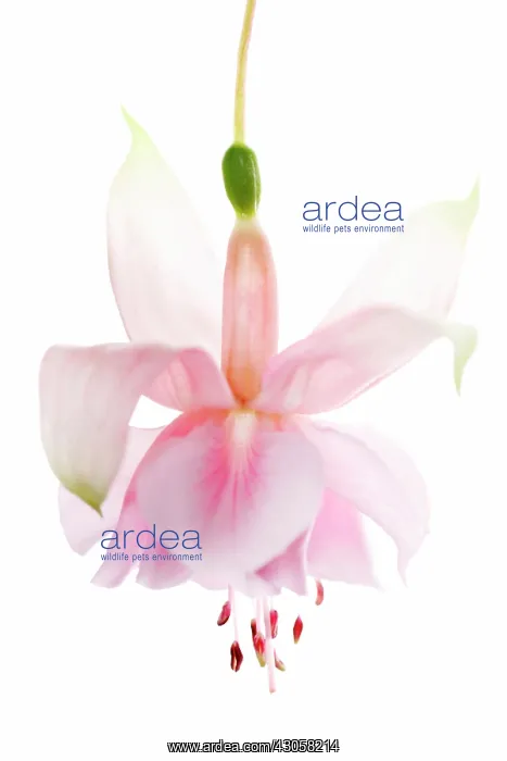 : Fuchsia : Fuchsia