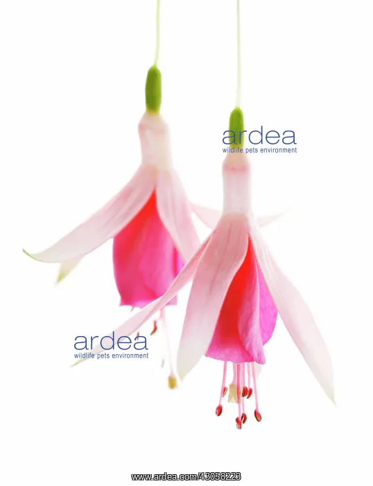 : Fuchsia, Fuchsia Blowick : Fuchsia, Fuchsia Blowick