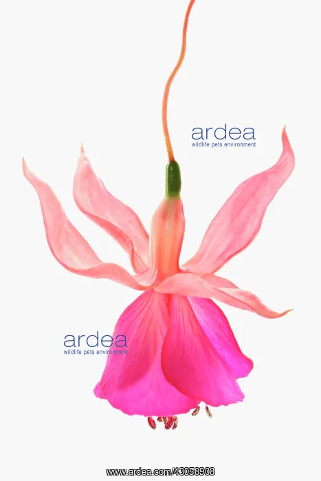 : Fuchsia. Fuchsia : Fuchsia. Fuchsia