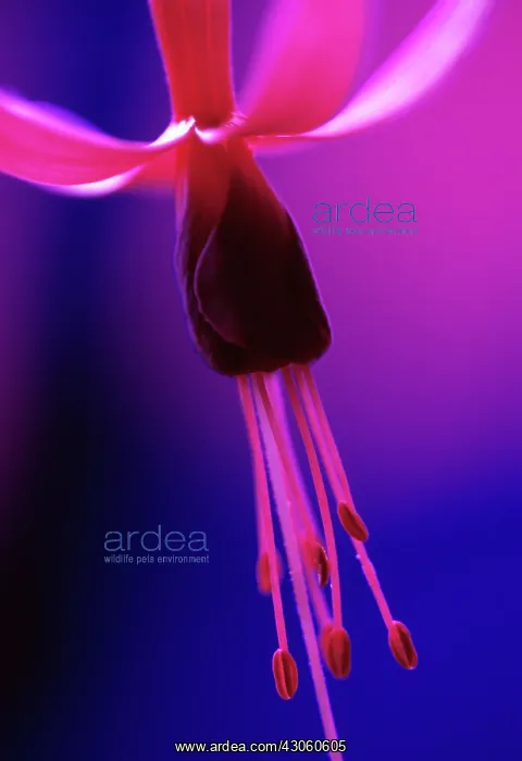 : Fuchsia : Fuchsia