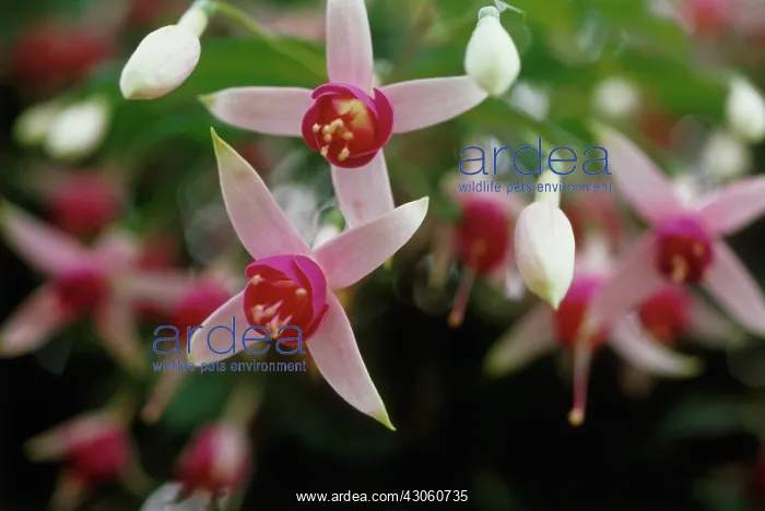: Fuchsia : Fuchsia