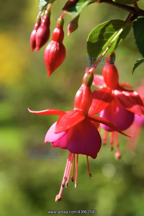 : Fuchsia, Fuchsia Tom thumb : Fuchsia, Fuchsia Tom thumb
