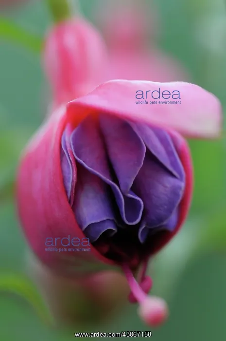 : Fuchsia, Fuchsia Winston Churchill : Fuchsia, Fuchsia Winston Churchill