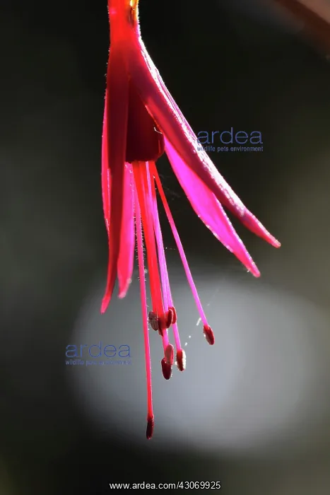 : Fuchsia. Fuchsia : Fuchsia. Fuchsia