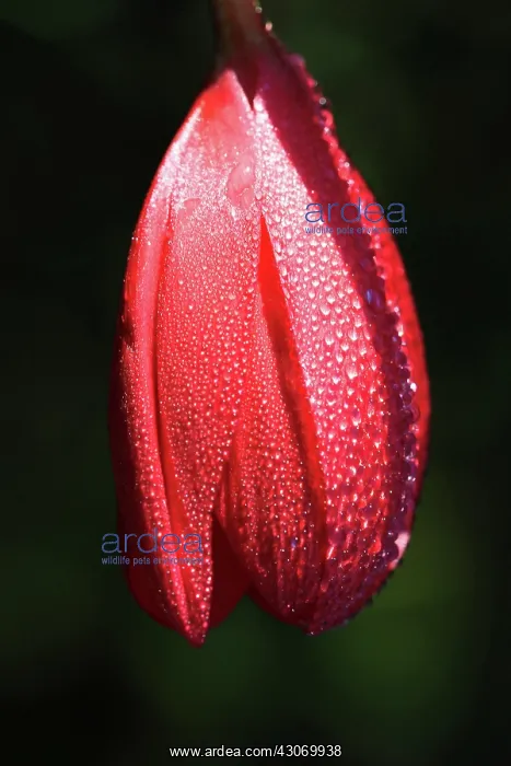 : Fuchsia. Fuchsia : Fuchsia. Fuchsia